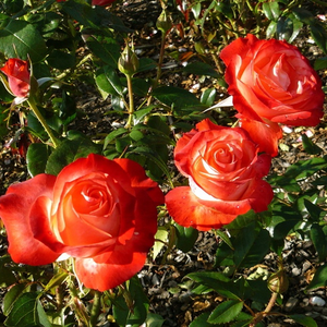 Кремово-белая, с красно-розовой каймой - Чайно-гибридные розы